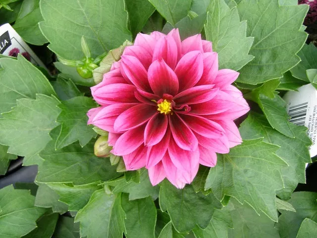 Dahlia