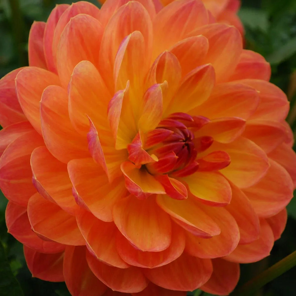 Dahlia